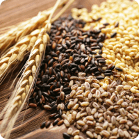 Granos Cereales Semillas