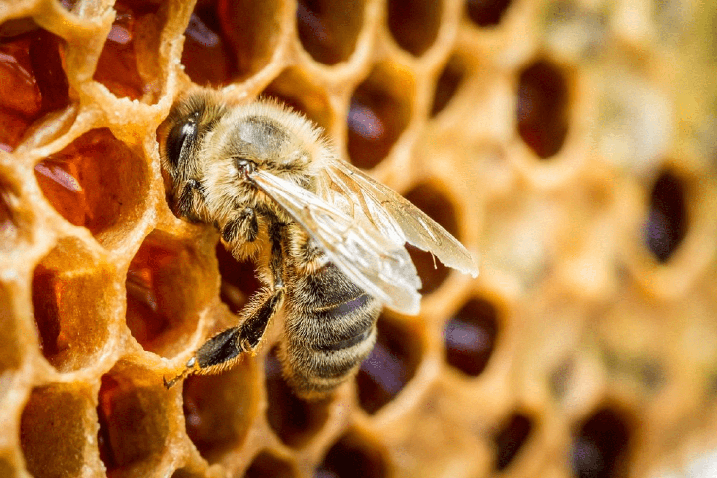 abeja en panal